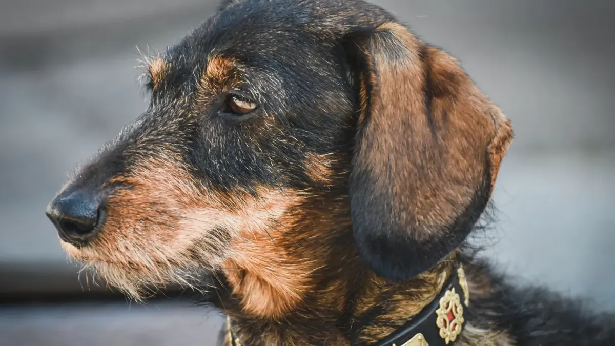 Dog collar close up