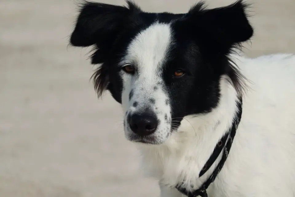 Dog collar close up