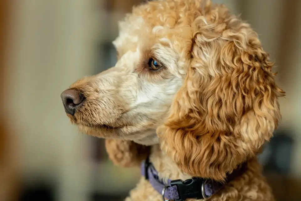 Dog collar close up