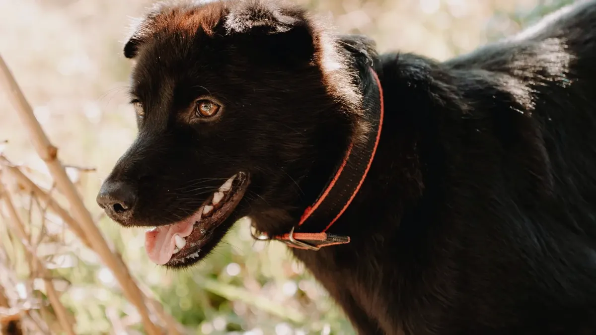 Dog collar close up