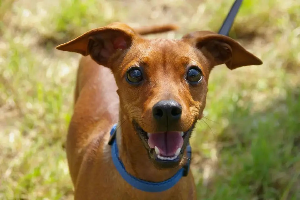 Dog collar close up