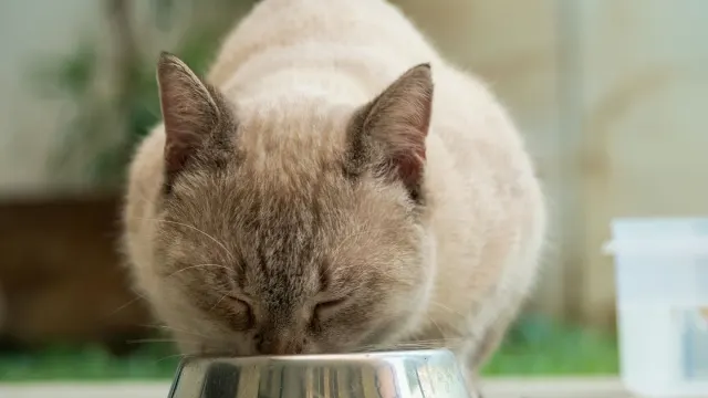 Dog eating from a bowl at home