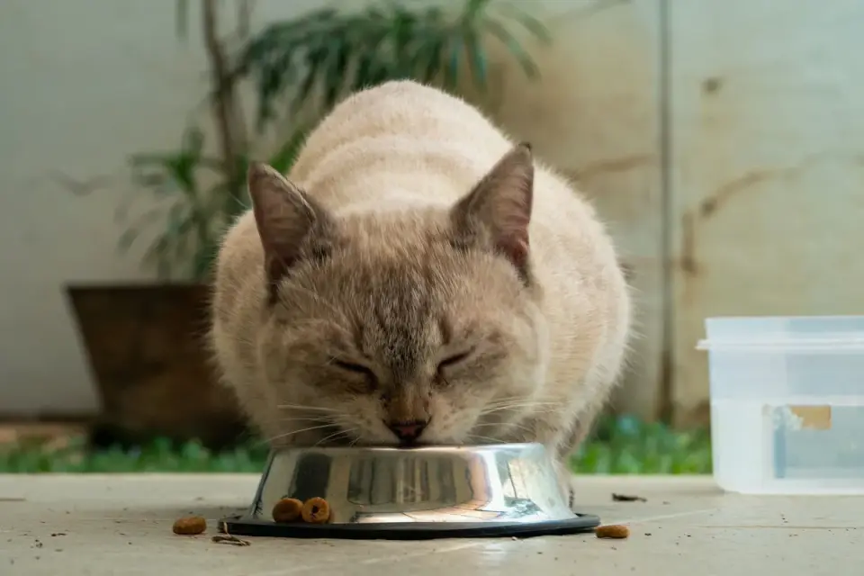 Dog eating from a bowl at home