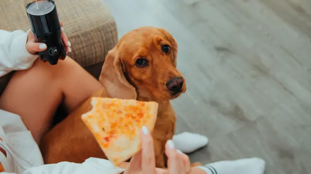 Dog eating from a bowl at home