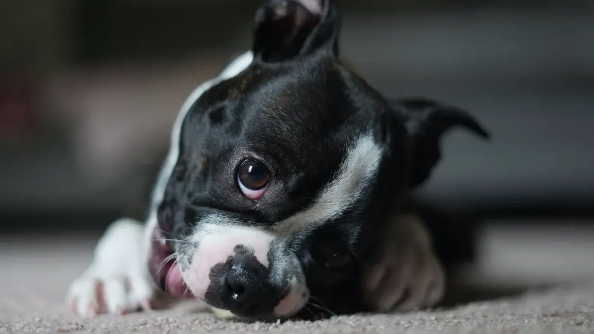 Dog eating from a bowl at home