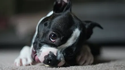 Dog eating from a bowl at home