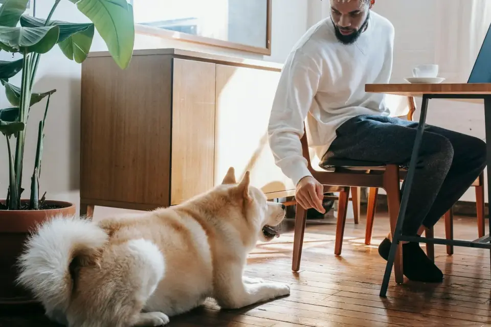 Dog eating from a bowl at home