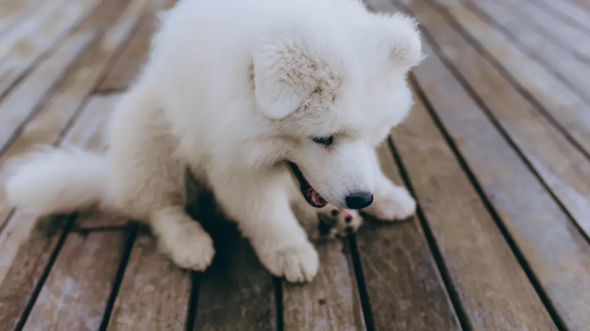 Dog eating from a bowl at home