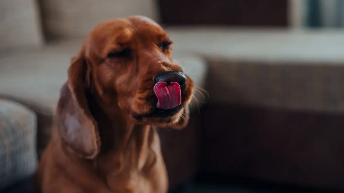Dog eating from bowl at home