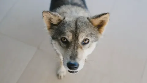 Dog eating from bowl at home