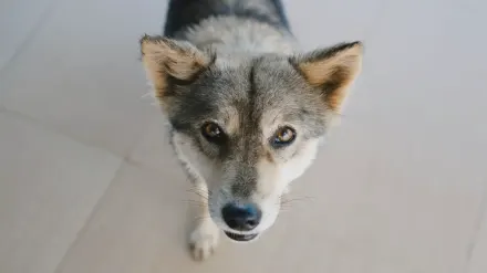 Dog eating from bowl at home