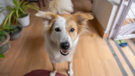 Dog eating from bowl at home