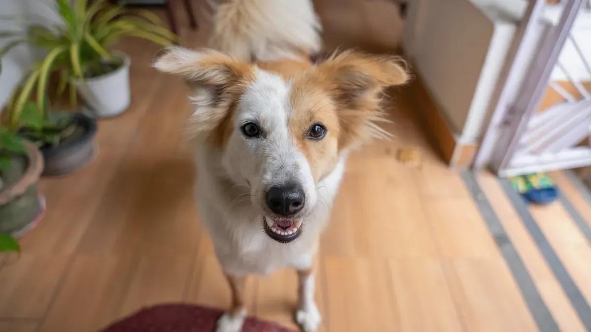 Dog eating from bowl at home