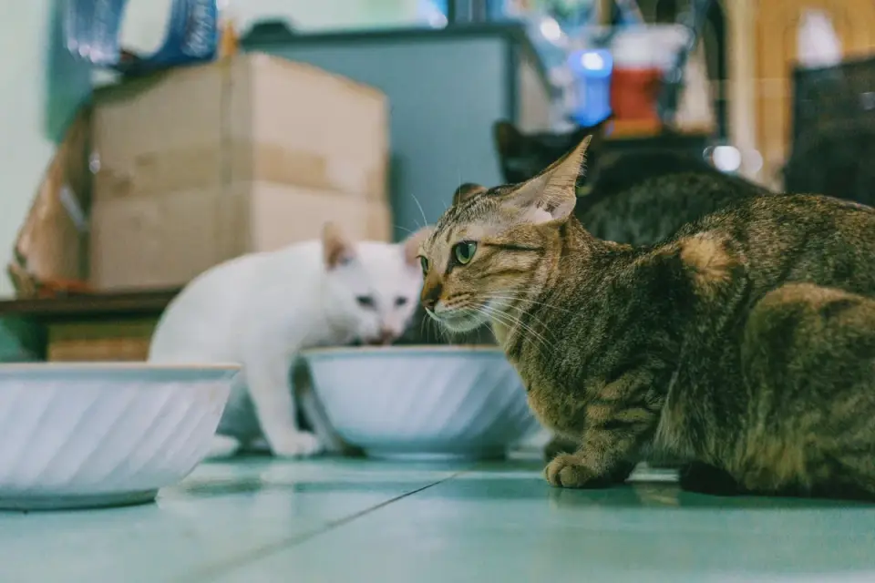 Dog eating from bowl at home