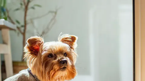 Dog eating from bowl at home