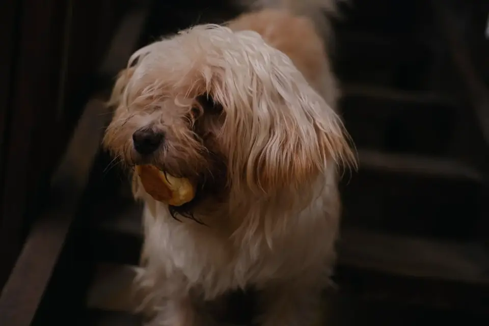 Dog eating from bowl at home