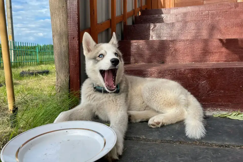 Dog eating from bowl at home