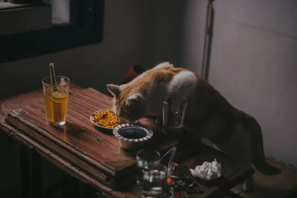 Dog eating from bowl at home