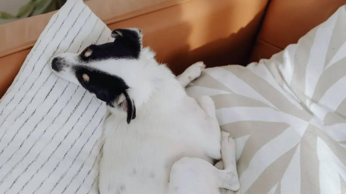 Dog eating from bowl at home