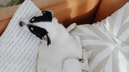 Dog eating from bowl at home