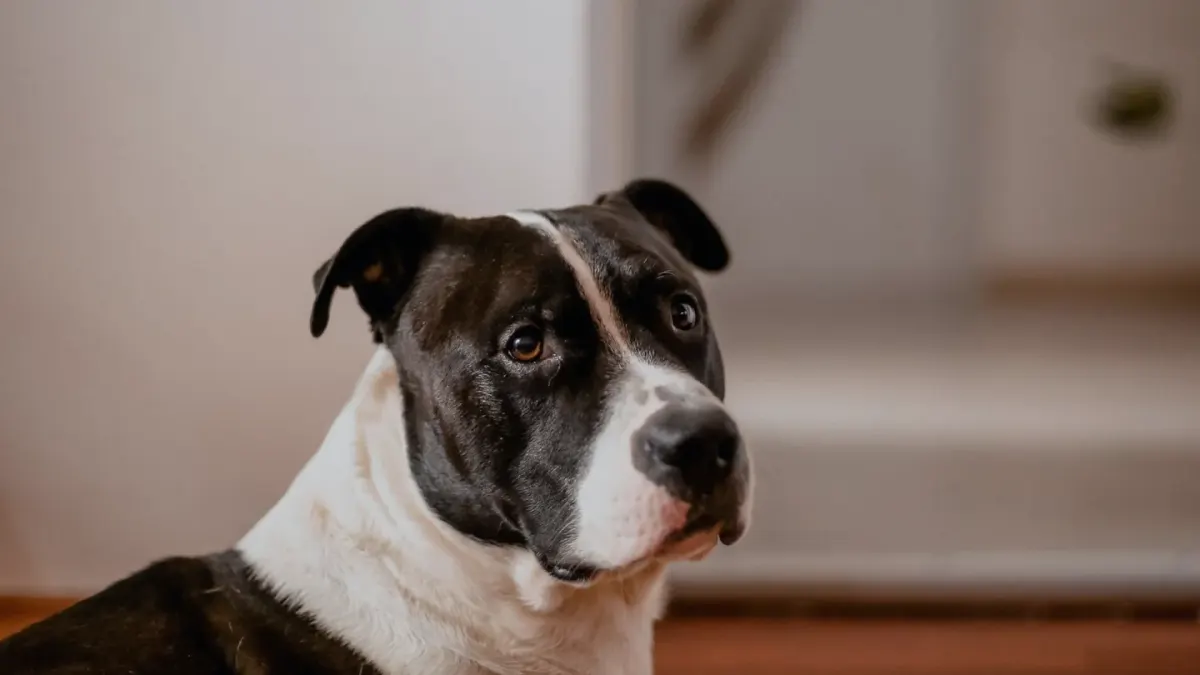 Dog eating from bowl at home