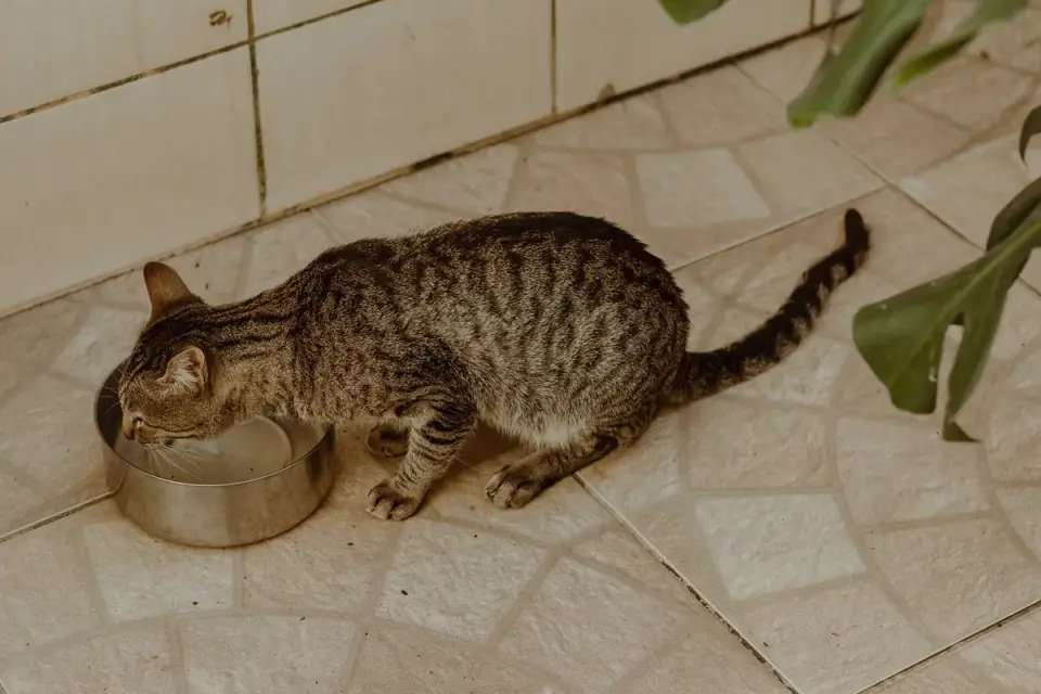 Dog eating from bowl at home