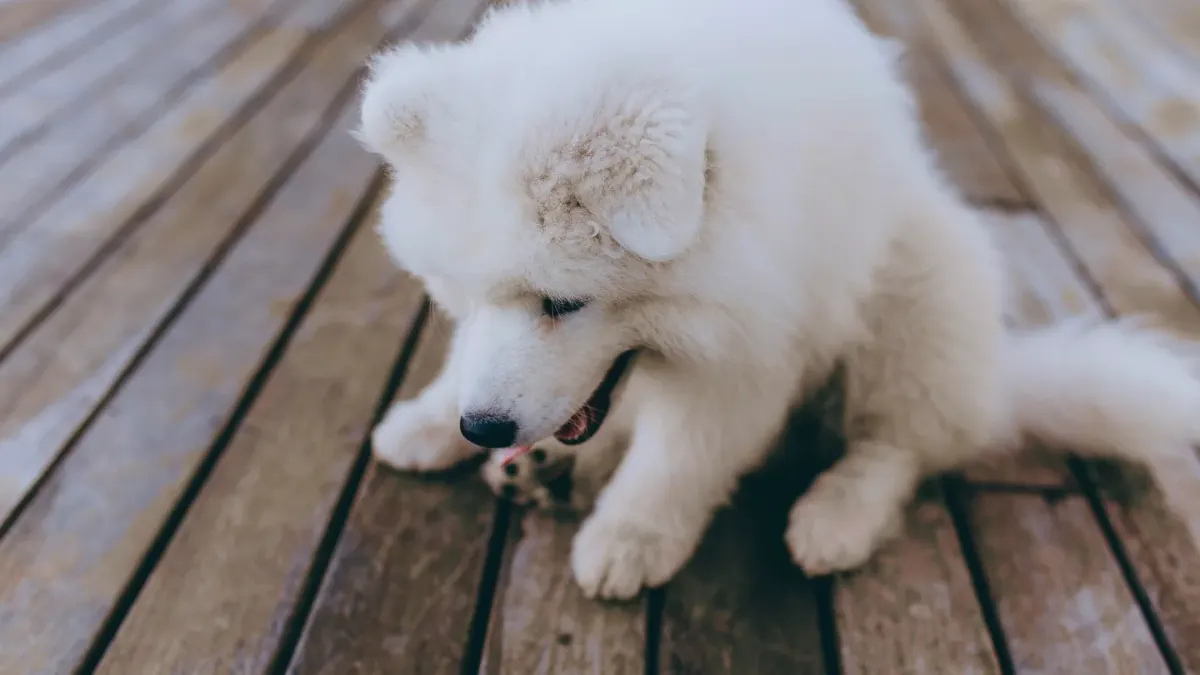 Dog eating from bowl at home