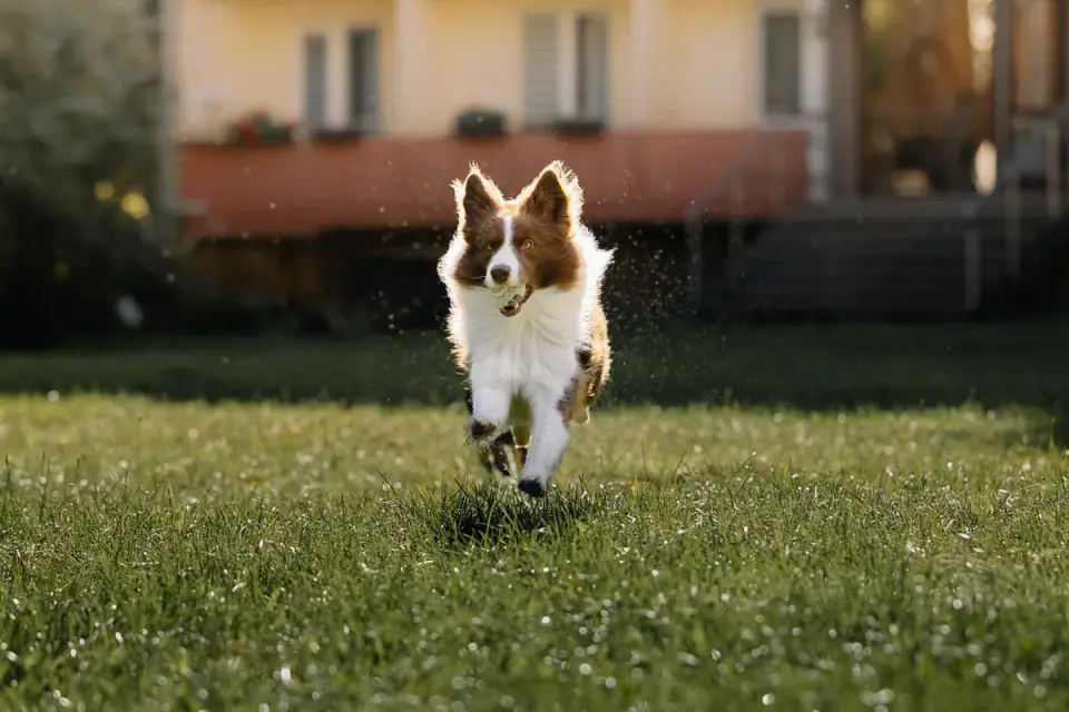 Dog eating outdoors bowl