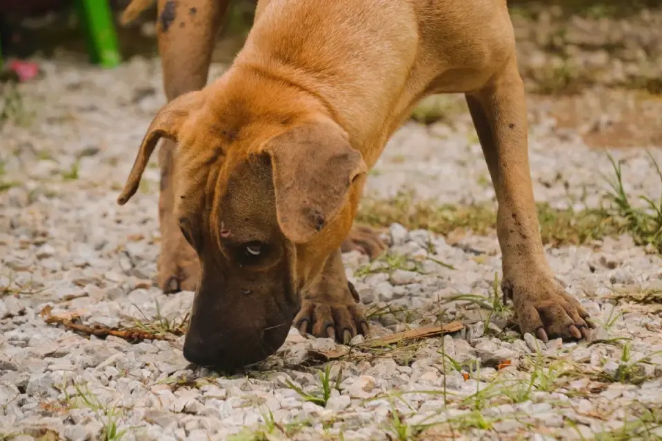 Dog eating outdoors bowl
