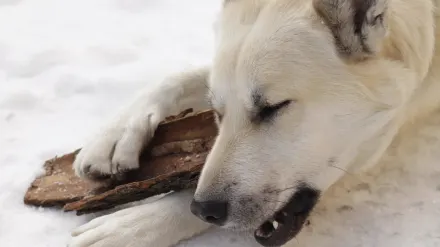 Dog eating outdoors bowl