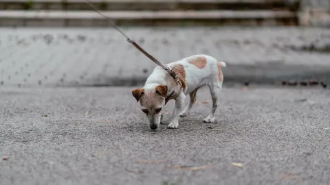Dog eating outdoors bowl