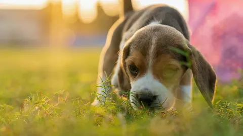 Dog eating outdoors bowl