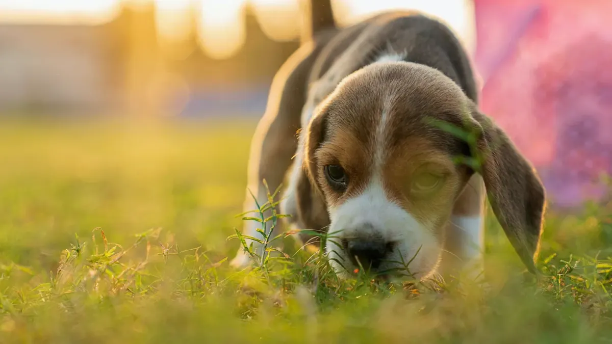 Dog eating outdoors bowl