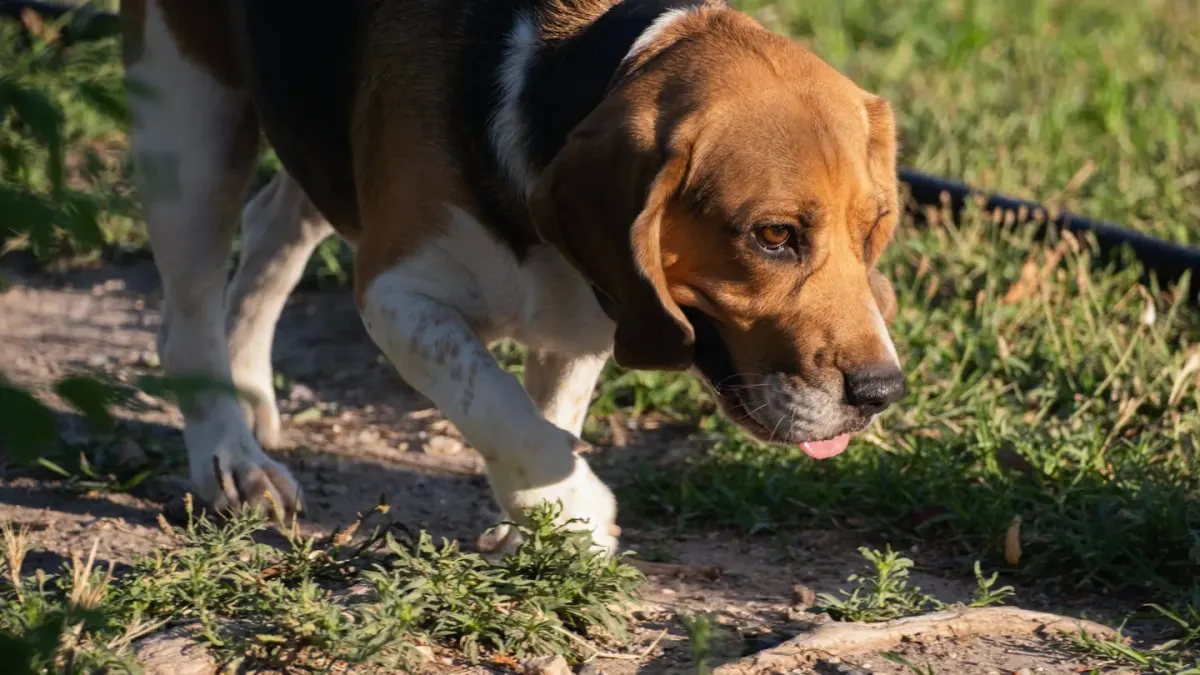 Dog eating outdoors bowl