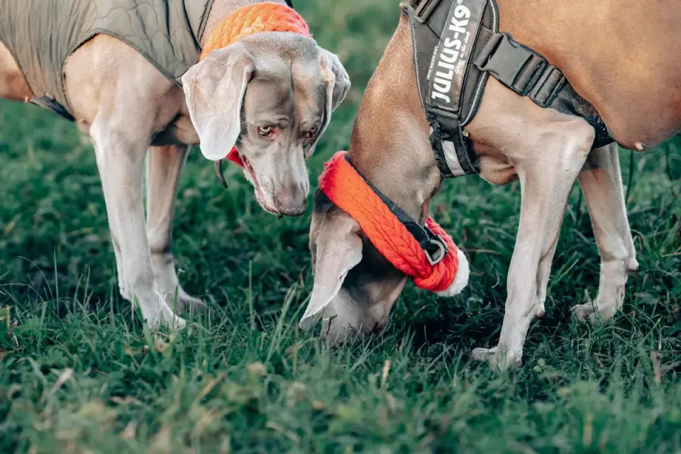 Dog eating outdoors bowl
