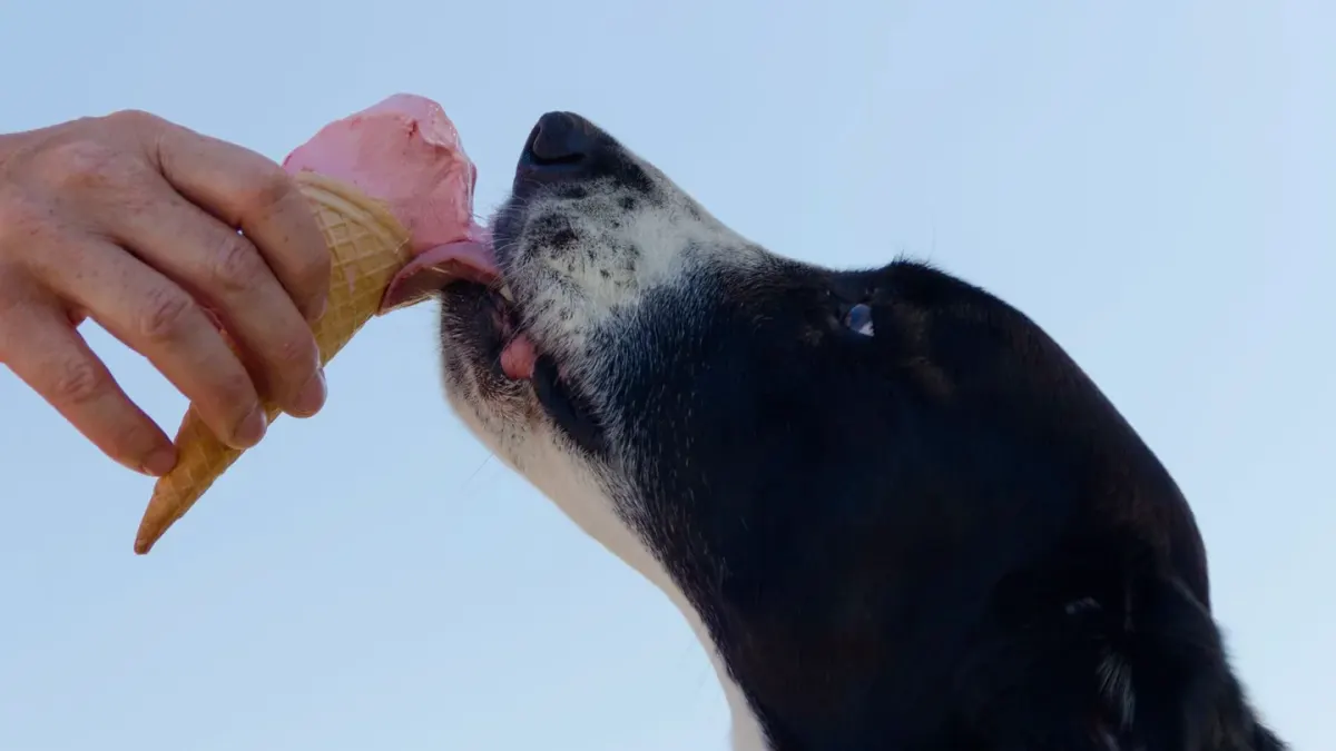 Dog eating outdoors bowl