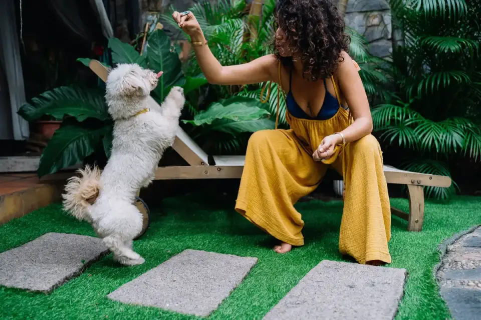 Dog eating outdoors bowl