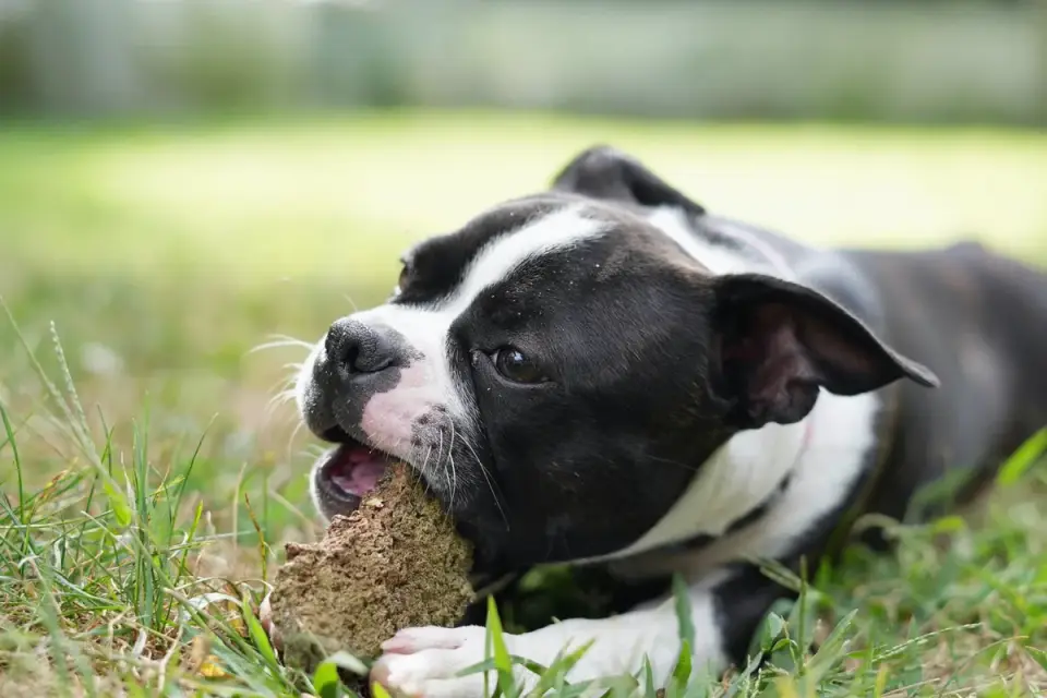 Dog eating outdoors bowl