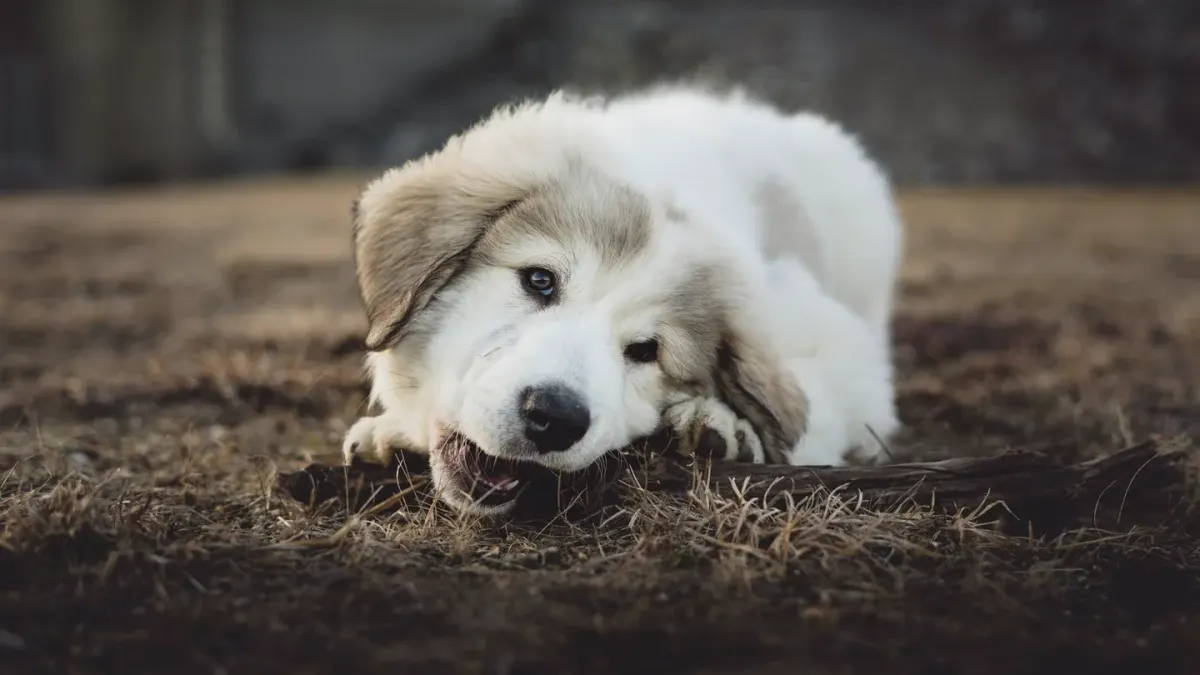 Dog eating outdoors bowl