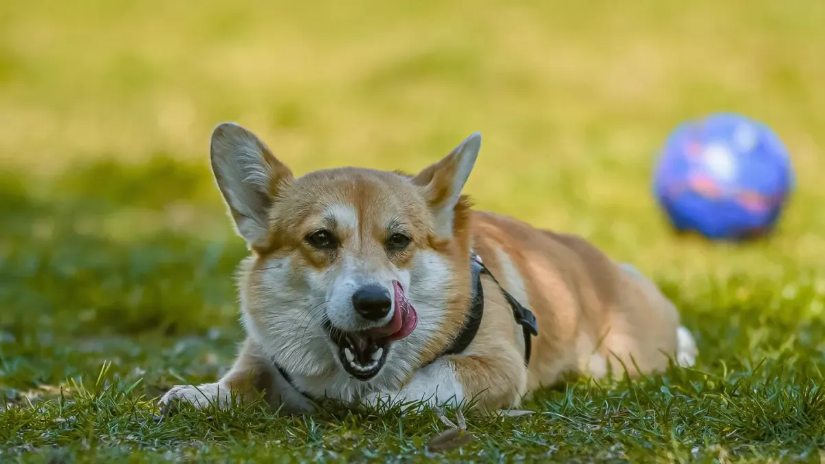 Dog eating outdoors bowl