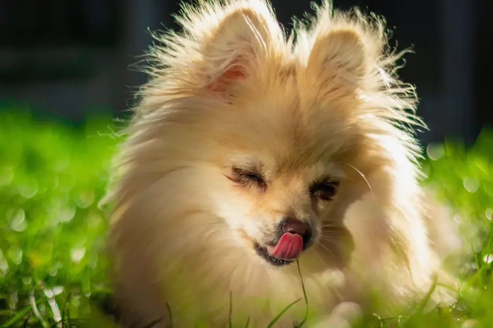Dog eating outdoors bowl