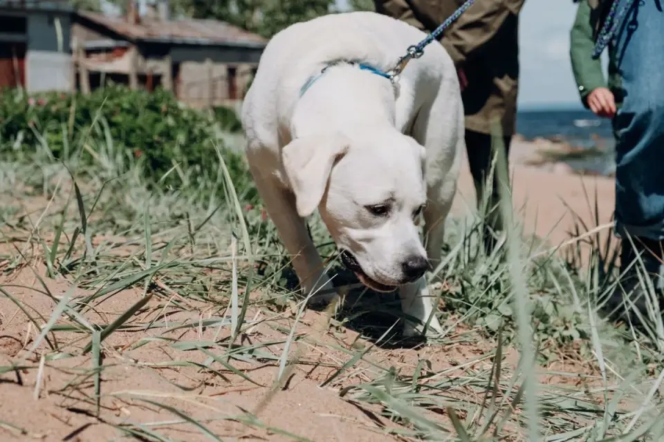 Dog eating outdoors bowl