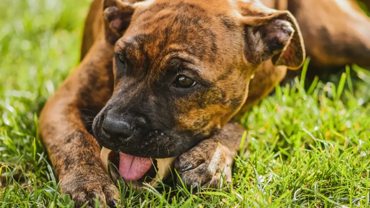 Dog eating outdoors bowl