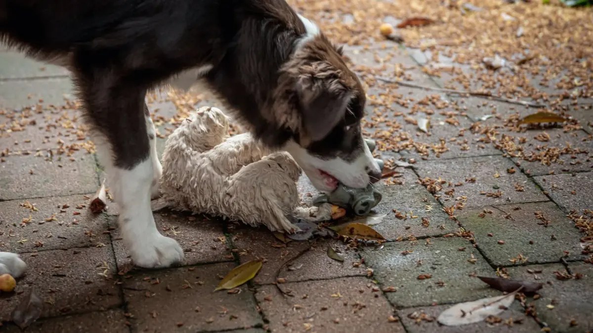 Dog eating outdoors bowl