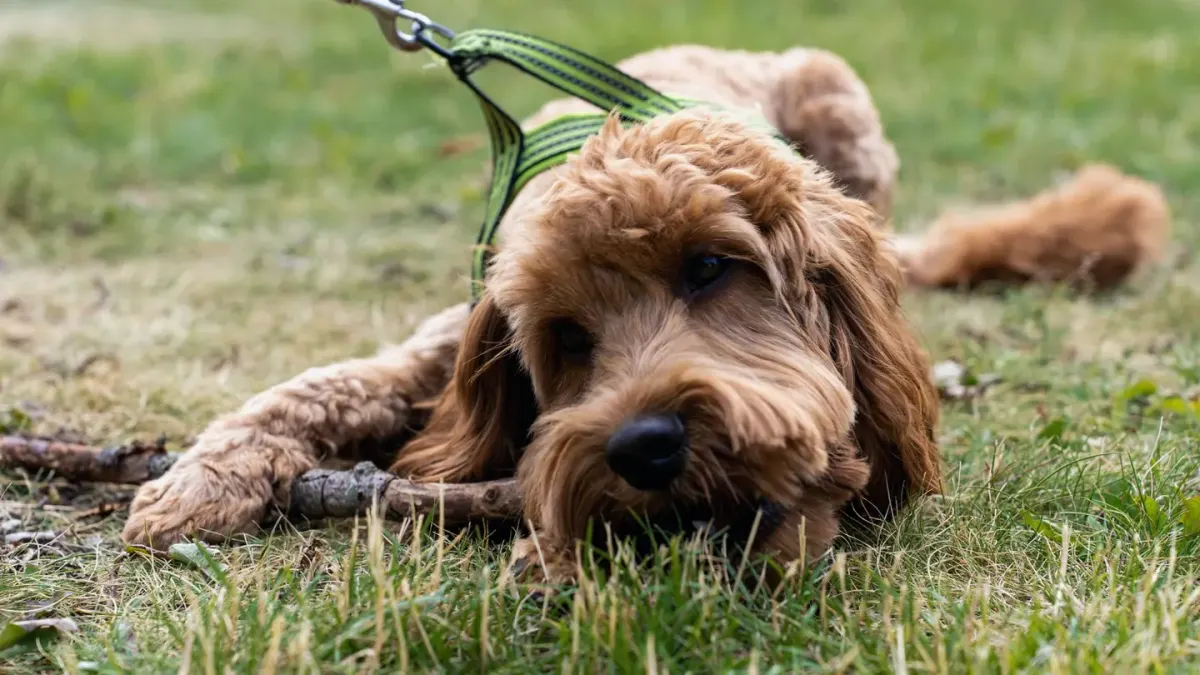 Dog eating outdoors bowl