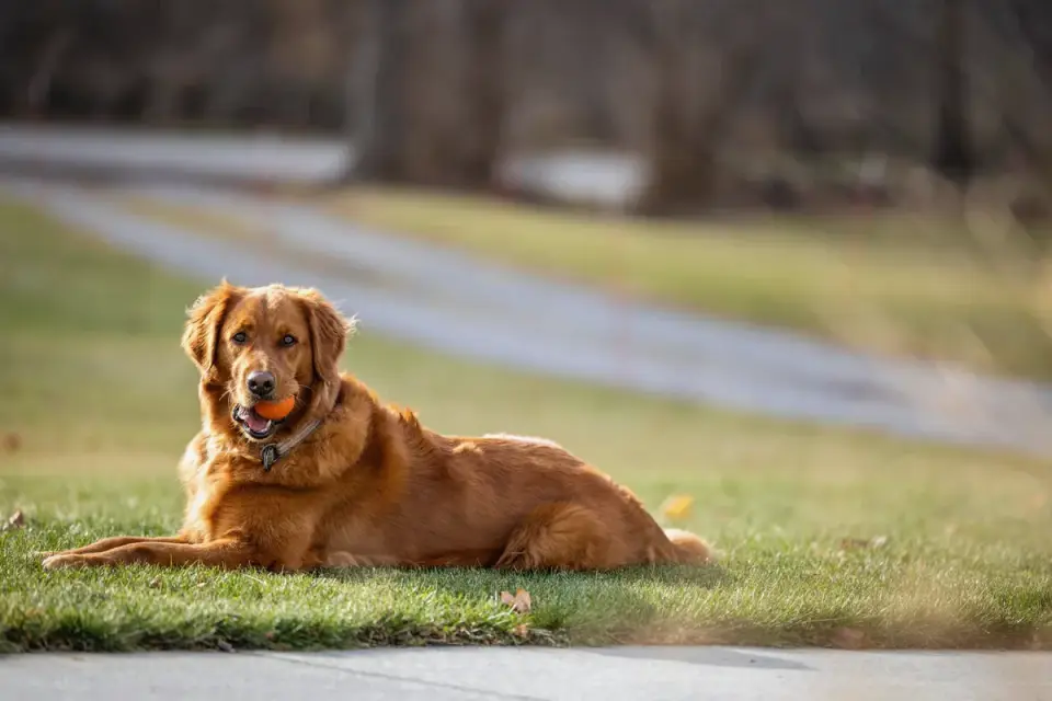 Dog eating outdoors bowl