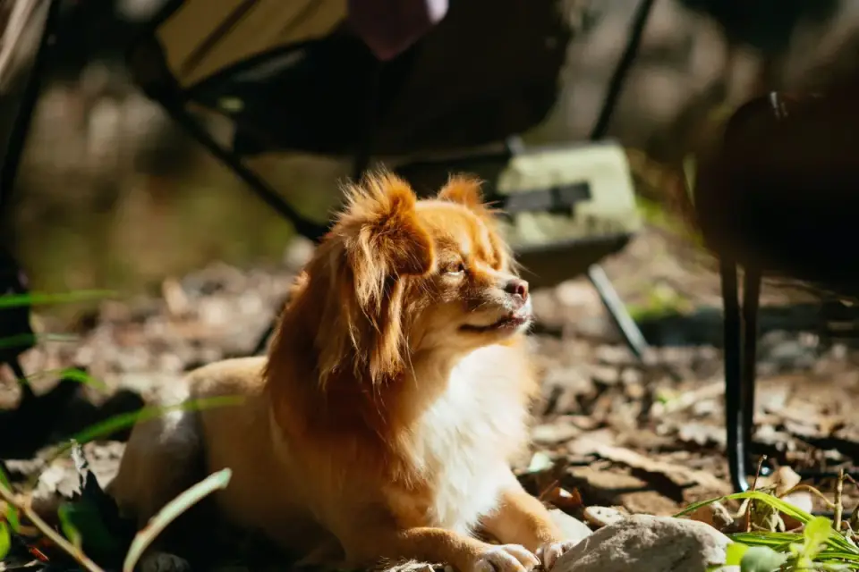 Dog eating outdoors bowl