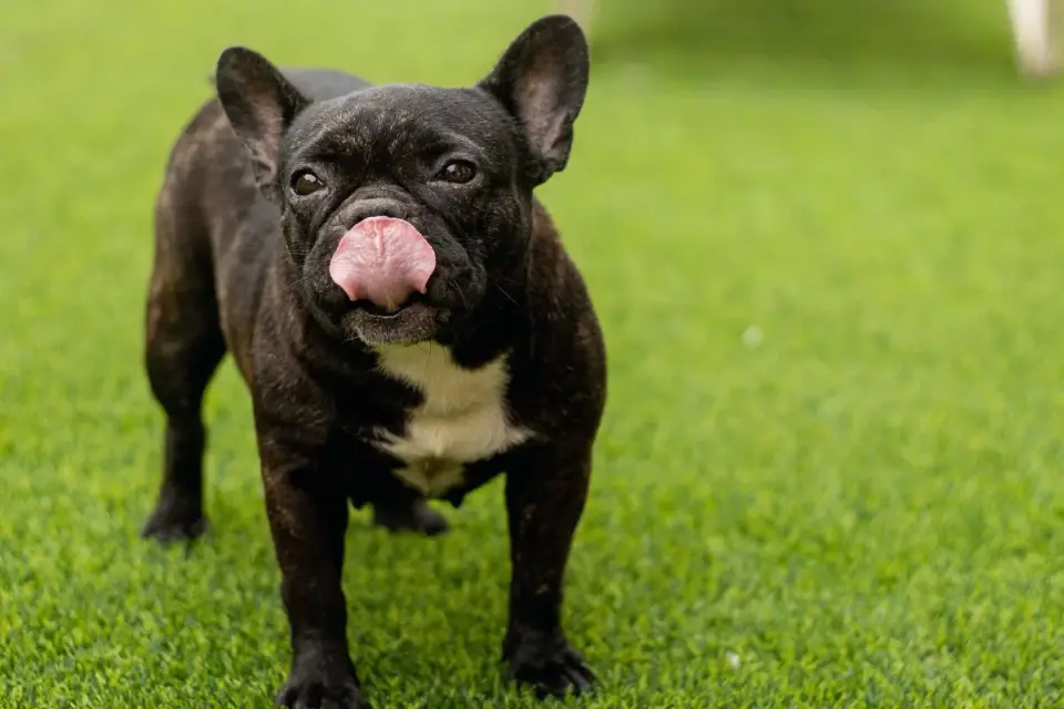 Dog eating outdoors bowl