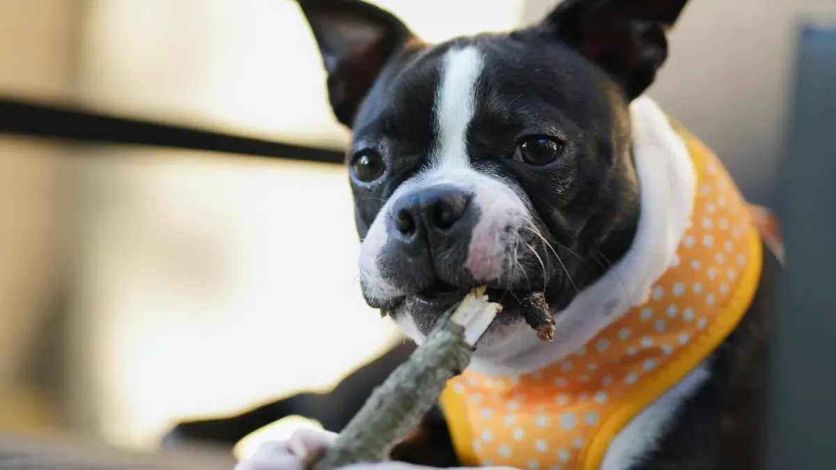 Dog eating outdoors bowl