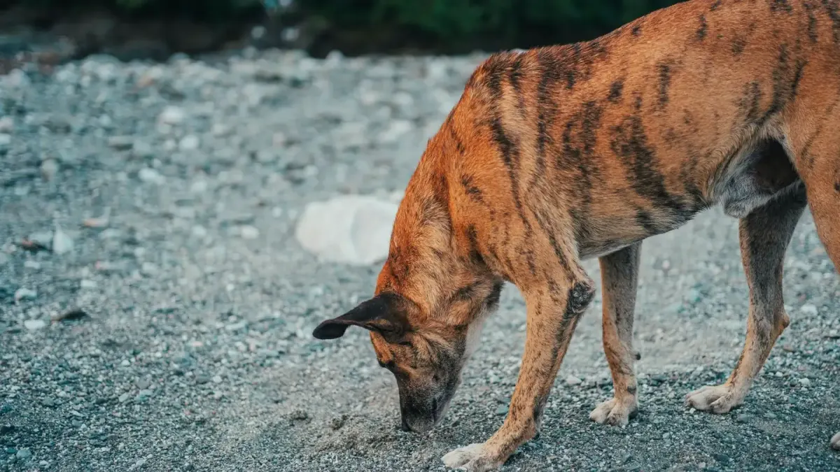 Dog eating outdoors bowl